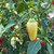 Cascabella Pepper | Tyler Farms Cascabella Pepper | Tyler Farms