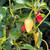 Cascabella Pepper | Tyler Farms Cascabella Pepper | Tyler Farms