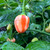 Peppapeach Stripey Pepper | Tyler Farms Peppapeach Stripey Pepper | Tyler Farms
