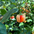 Peppapeach Stripey Pepper | Tyler Farms Peppapeach Stripey Pepper | Tyler Farms