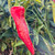 Rezha Macedonian Pepper | Tyler Farms Rezha Macedonian Pepper | Tyler Farms