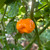 Orange Scotch Bonnet pepper | Tyler Farms