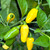 Lemon Jelly Bean Habanero Pepper | Tyler Farms Lemon Jelly Bean Habanero Pepper | Tyler Farms