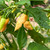 Peach Datil Pepper | Tyler Farms Peach Datil Pepper | Tyler Farms