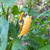 Peach Datil Pepper | Tyler Farms Peach Datil Pepper | Tyler Farms