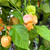 Peach Jellyfish Pepper | Tyler Farms Peach Jellyfish Pepper | Tyler Farms