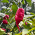Poison Tail Pepper | Tyler Farms Poison Tail Pepper | Tyler Farms