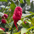 Poison Tail Pepper | Tyler Farms Poison Tail Pepper | Tyler Farms