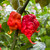 Red Tiberius Mauler Pepper | Tyler Farms Red Tiberius Mauler Pepper | Tyler Farms