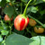 Peppapeach Stripey Pepper | Tyler Farms Peppapeach Stripey Pepper | Tyler Farms