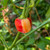 Peppapeach Stripey Pepper | Tyler Farms Peppapeach Stripey Pepper | Tyler Farms