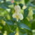 Aji Confusion Pepper | Tyler Farms