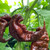 Chocolate Primotalii Pepper | Tyler Farms