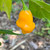Orange Aji Fantasy Pepper | Tyler Farms
