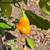 Orange Aji Fantasy Pepper | Tyler Farms