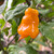 Rob's Folly Pepper | Tyler Farms