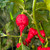 RB 003 Pepper Seeds