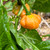 KS Peach Starrkist Pepper | Tyler Farms