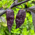 Purple Naga Viper Pepper | Tyler Farms
