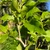 Peanut Butter Fruit Live Tree (Bunchosia argentea) | Tyler Farms