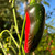 Billy Biker Serrano Pepper | Tyler Farms