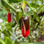 Billy Biker Serrano Pepper | Tyler Farms