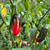 Billy Biker Serrano Pepper | Tyler Farms