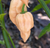 Peach Fatalii Pepper | Tyler Farms 