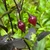 Black Biquinho Pepper | Tyler Farms