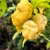 Yellow Horned Viper Pepper | Tyler Farms