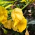 Yellow Horned Viper Pepper | Tyler Farms