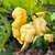 Yellow Horned Viper Pepper | Tyler Farms
