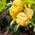 Yellow Horned Viper Pepper | Tyler Farms