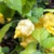 Yellow Horned Viper Pepper | Tyler Farms