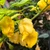 Yellow Horned Viper Pepper | Tyler Farms