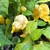 Yellow Horned Viper Pepper | Tyler Farms
