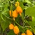 Yellow Dystopia Pepper | Tyler Farms