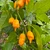 Yellow Dystopia Pepper | Tyler Farms