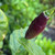 Pimenta de Neyde Pepper | Tyler Farms