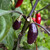Pimenta de Neyde Pepper | Tyler Farms