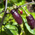 Pimenta de Neyde Pepper | Tyler Farms