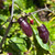 Pimenta de Neyde Pepper | Tyler Farms