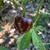 Chocolate Manzano Rocoto Pepper | Tyler Farms