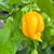 Yellow 7 Pot Scorpion Pepper | Tyler Farms