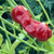 Peter pepper | Tyler Farms Peter pepper | Tyler Farms