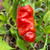 Peter pepper | Tyler Farms Peter pepper | Tyler Farms