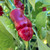 Peter pepper | Tyler Farms Peter pepper | Tyler Farms