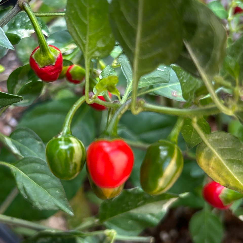 New for 2026 | Tyler Farms