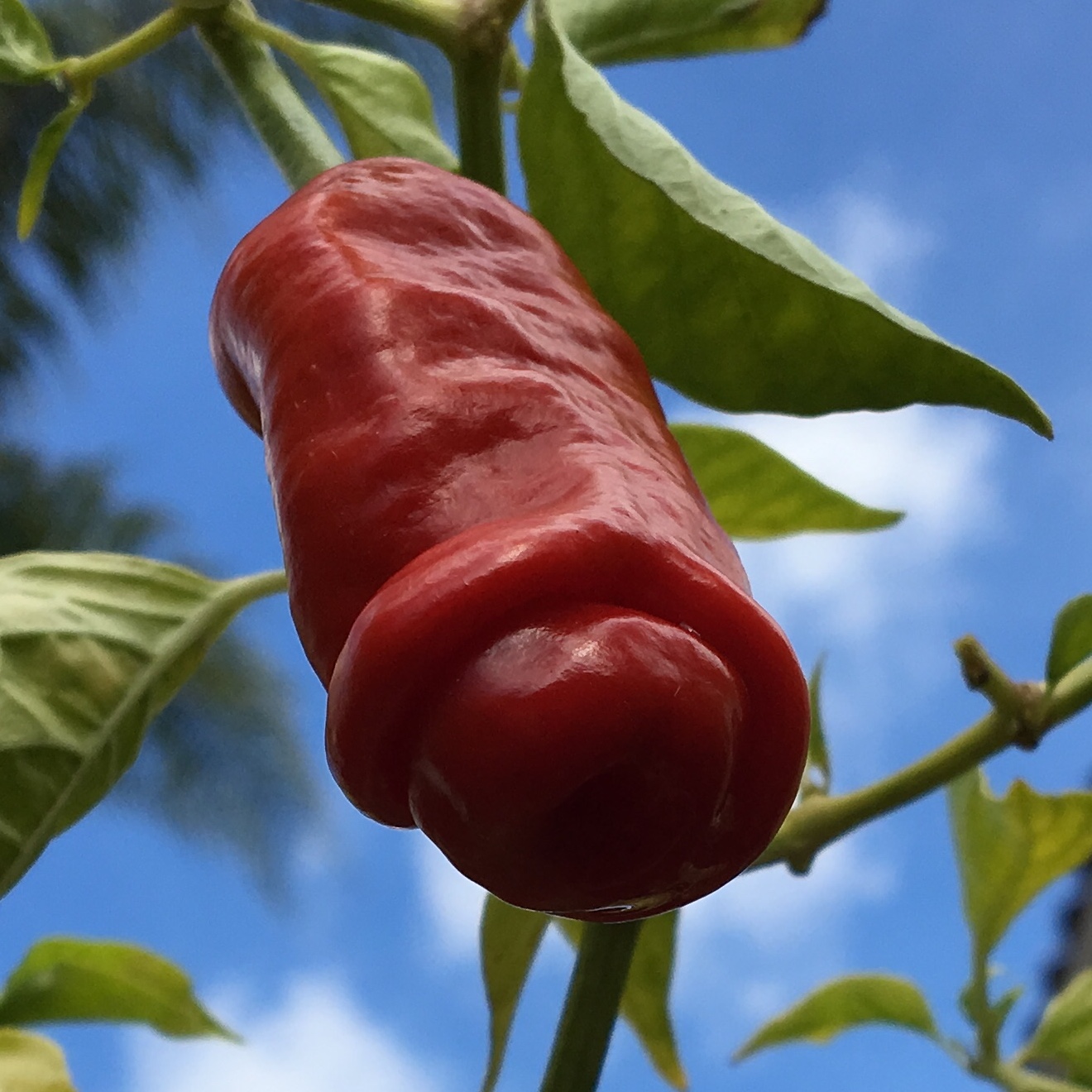 Tyler Farms Exotic Pepper Seeds, Tropical Fruit Seeds