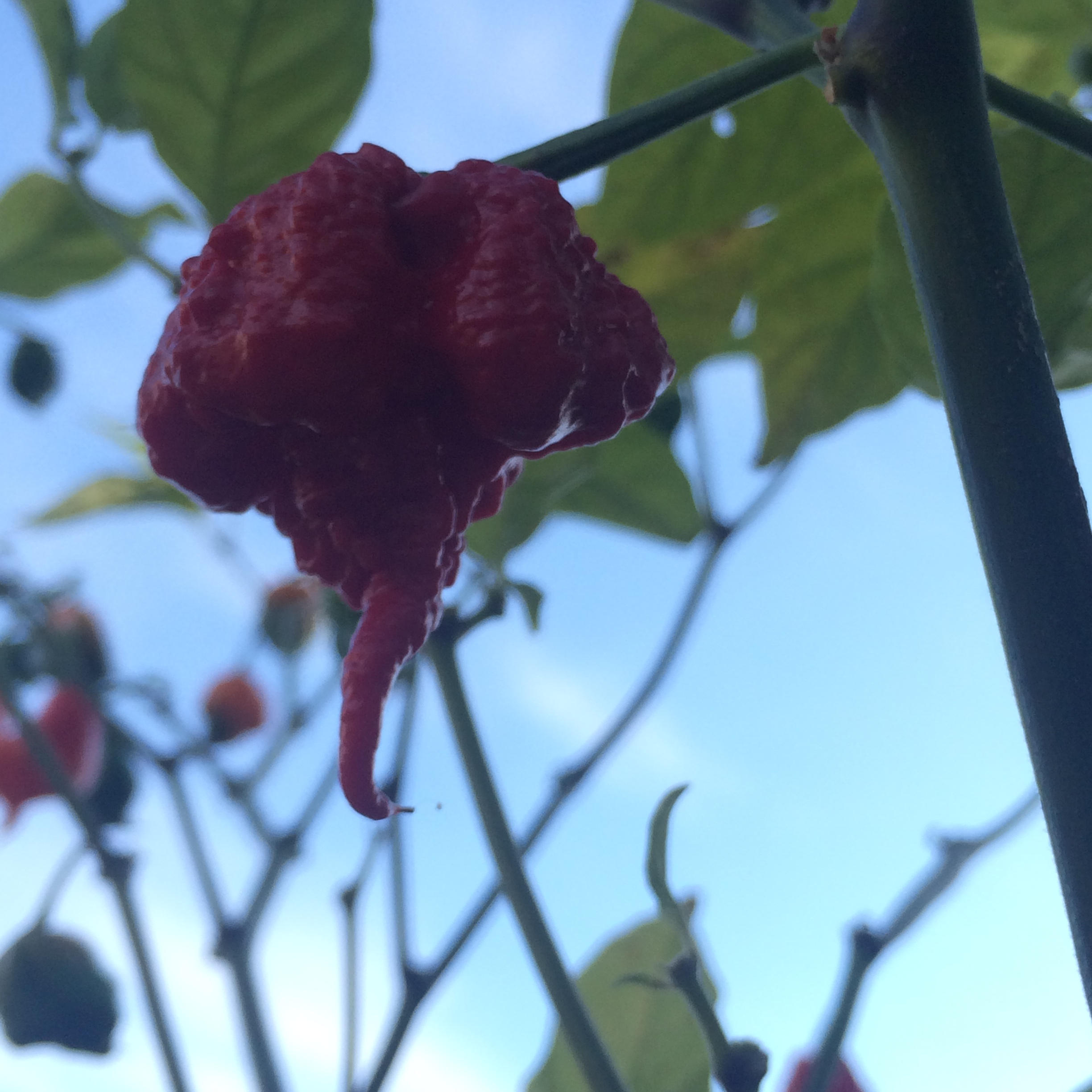 carolina-reaper-chili-pepper-at-tyler-farms.jpg